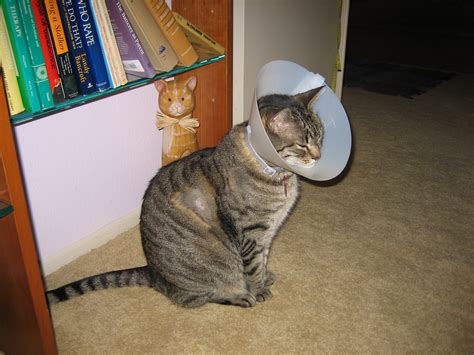 CANCER: MAST CELL TUMORS | Cat Authors