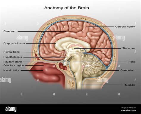 Image result for Brain