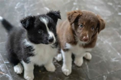 The Top 5 Ethical Border Collie Breeders In Ontario