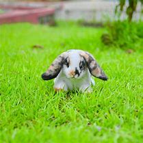 Image result for Broken Lynx Holland Lop