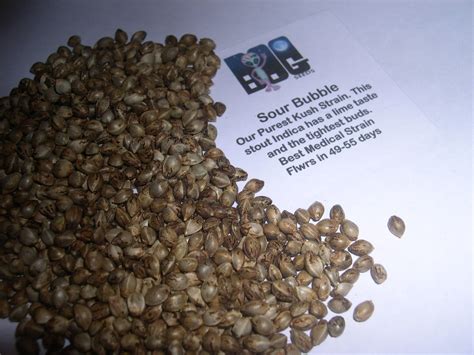 Sour Bubble 13 Seeds Auction at DC Seed Exchange