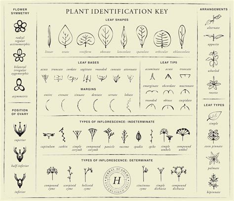 Plant Identification Guide 的图像结果