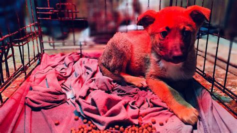 From ‘the cat lady of Gaza’ to West Bank vets: What frontline animal ...