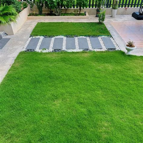 Four Seasons Evergreen Dwarf Grass Seeds – Richjeen