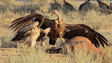 7 creatures that eat dead animals to keep the ecosystem balanced