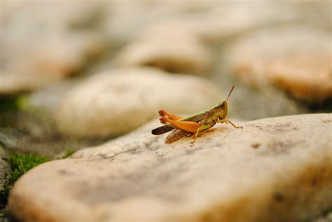 Do Grasshoppers Bite Dangerous ? Are Their Bites Harmful