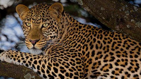 Leopard Attack in UP: हरदोई में तेंदुए का आतंक, 15 लोग घायल - short ...