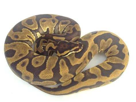 Image result for Enchi Leopard Ball Python