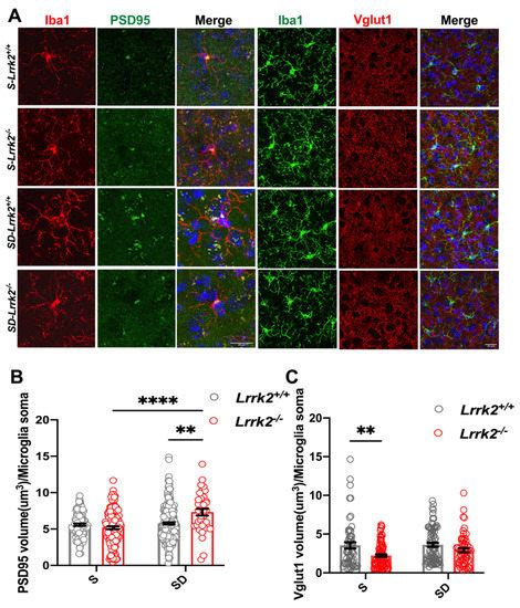 LRRK2 Deficiency Aggravates Sleep Deprivation-Induced Cognitive Loss by ...