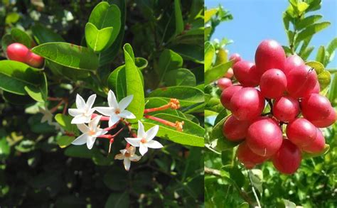 Eroanvia Live Karmocha Plant Hybrid/Karonda/Koromcha/Karonta Fruit Tree ...