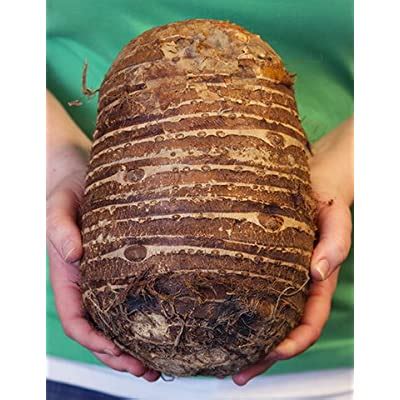 Buy Jumbo Elephant Ear Bulb - Colocasia esculenta 1920 in. BIGGEST BULB ...