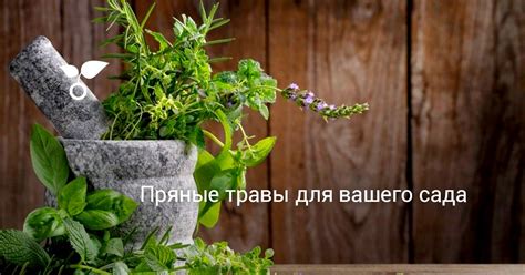 Пряные травы список фото с названиями
