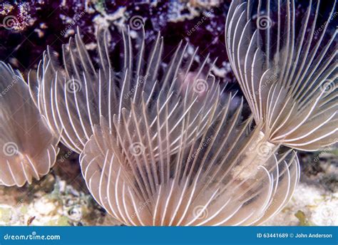 Sabellidae Feather Duster Worms Are A Family Of Marine Polychaete Tube ...