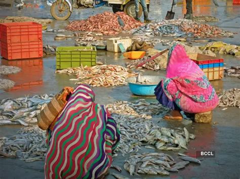 Ghol fish: A special fish with a special colour - All about 'Ghol ...