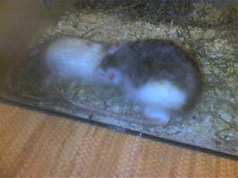 Ratten Kleinanzeigen
