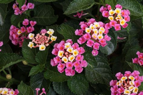 Huff Lantana
