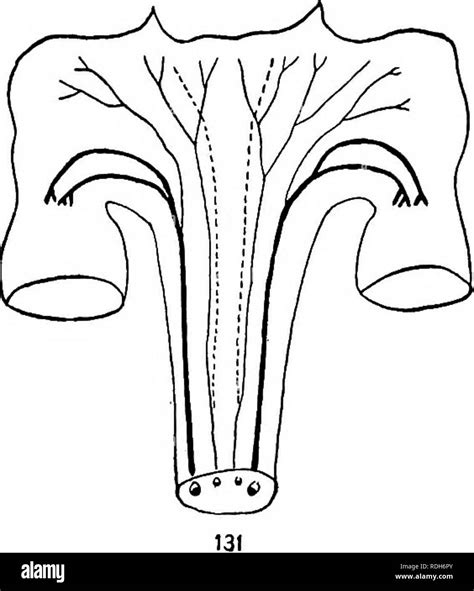 . Morphology of gymnosperms. Gymnosperms; Plant morphology. Figs. 128-131.—Diagrams of course of ...