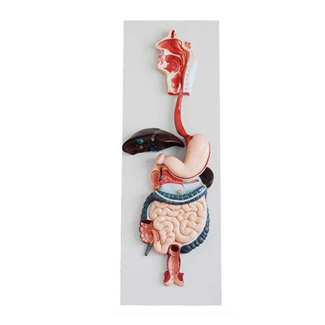 Buy WZJDY Digestive System Model, trointestinal Model, Oral Esophagus ...