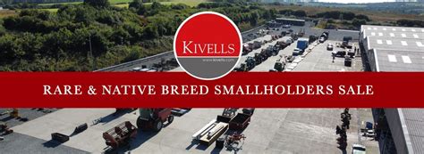 Rare & Native Breed Smallholders Sale of Pigs & Goats, Holsworthy ...