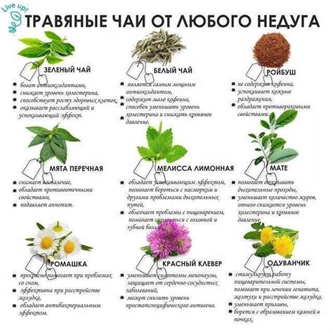 Вьетнамские травы. Список, описание и полезные свойства трав