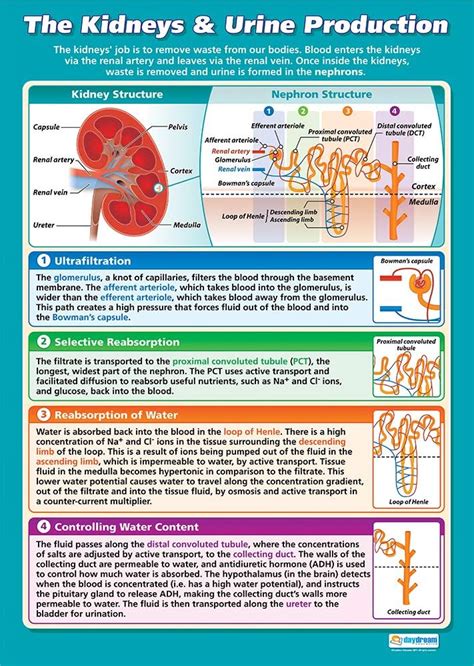 Daydream Education The Kidneys & Urine Production | India | Ubuy