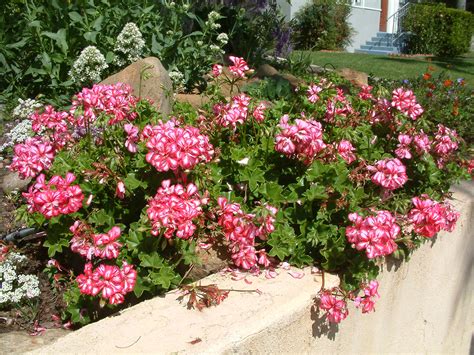 Pelargonium Ivy Geranium