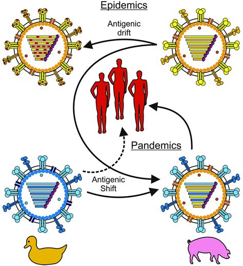 Evasion of Influenza A Viruses from Innate and Adaptive Immune Responses