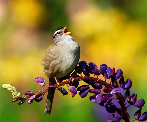 7 Common Types Of Songbirds To Invite Into Your Garden