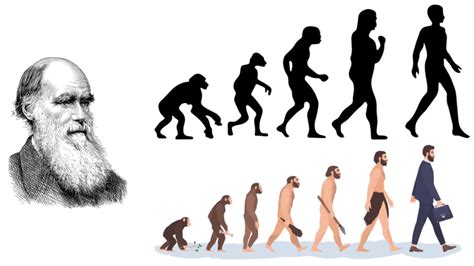 Image result for Evolution Examples