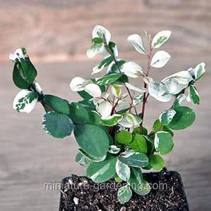 Dwarf Snowbush, Snow-on-the-Mountain, Sweetpea Bush 'Minima' Plant (1 ...