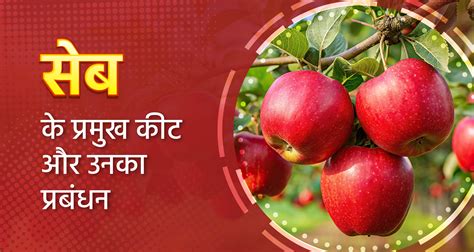 सेब के प्रमुख कीट और उनका प्रबंधन (Major pests of apple and their ...
