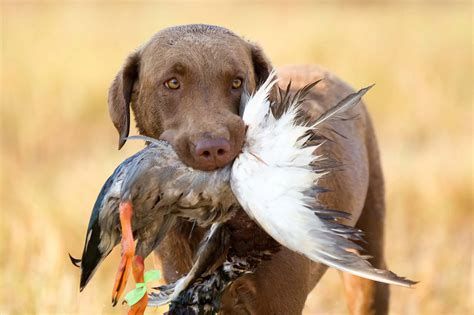 The Best Duck Hunting Dogs: Top Breeds for Every Hunter - Setters Point