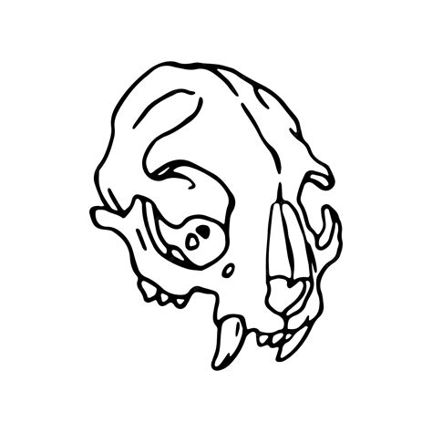 Cat Skeleton Drawing