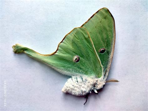 SET 5 Luna Moth saturniidae, Actias Luna USA ex Pupa, Farm Raised - Etsy