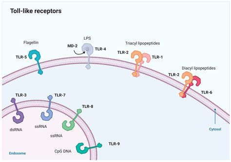 The Role of Natural Products from Herbal Medicine in TLR4 Signaling for ...