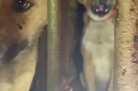 Images Of Dog Crying 'Tears Of Blood' After Brutal Thrashing From Meat ...