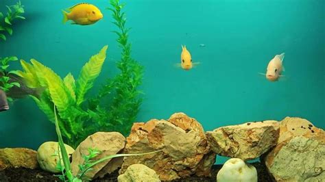 Image result for Live Fish Background PC
