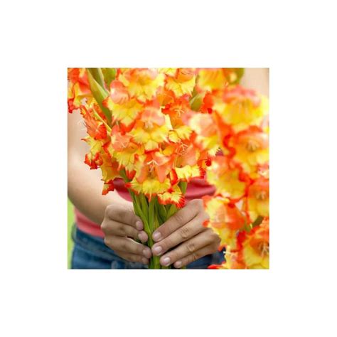 Buy Votaniki Princess Margaret Rose Gladiolus Bulbs - Attract ...