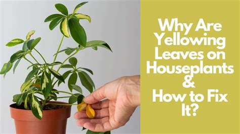 Why Plant Leaves Turn Yellow and How to Fix Them? | Guide