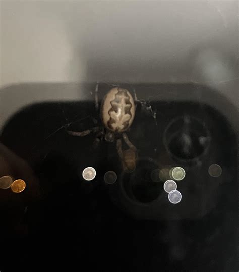 Upstate NY: is this a triangulate cobweb spider? : r/whatsthisbug