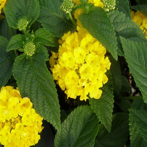 Lantana Yellow - Flowering Shrubs– Exotic Flora