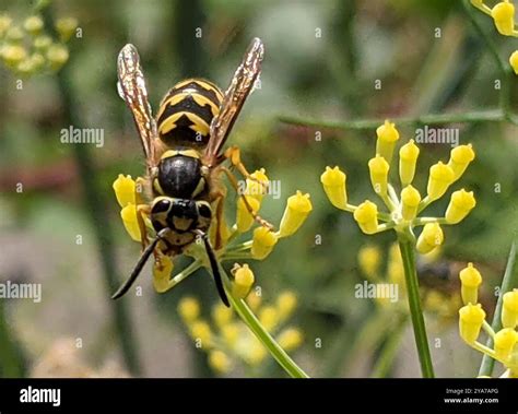 Western Yellowjacket (Vespula pensylvanica) Insecta Stock Photo - Alamy