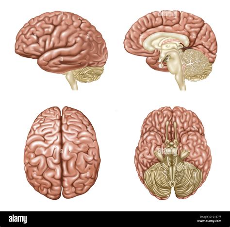 Illustration showing anatomy of a normal brain in lateral, sagittal ...