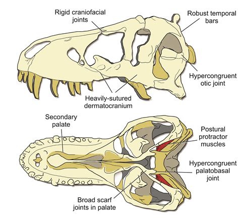 Hard-headed T. rex used a stiff skull to eat its prey | Association of ...
