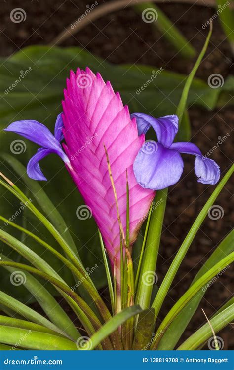 Tillandsia Cyanea Pink Quill Plant Stock Photo - Image of bromeliad, flora: 138819708
