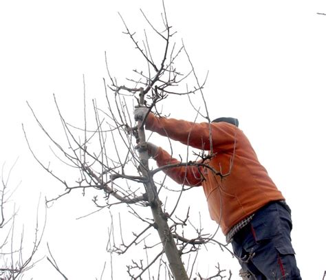 Image result for Apple Tree Pruning