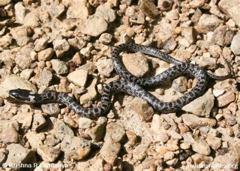 Indian Snakes - Indian Snakebite Initiative