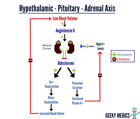 How the Adrenal Axis Works | Geeky Medics