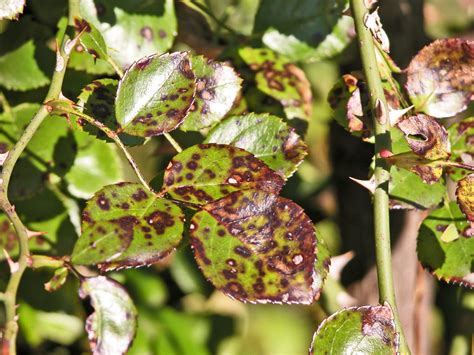Preventing and Dealing with Black Spot on Roses
