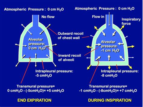 Functions of respiratory system Flashcards | Quizlet
